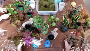 bonsai plant moss ball workshop