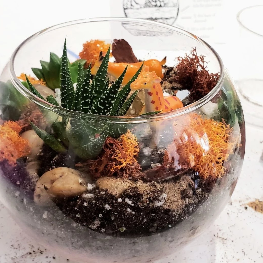 succulent glass terrarium plant class in las cruces