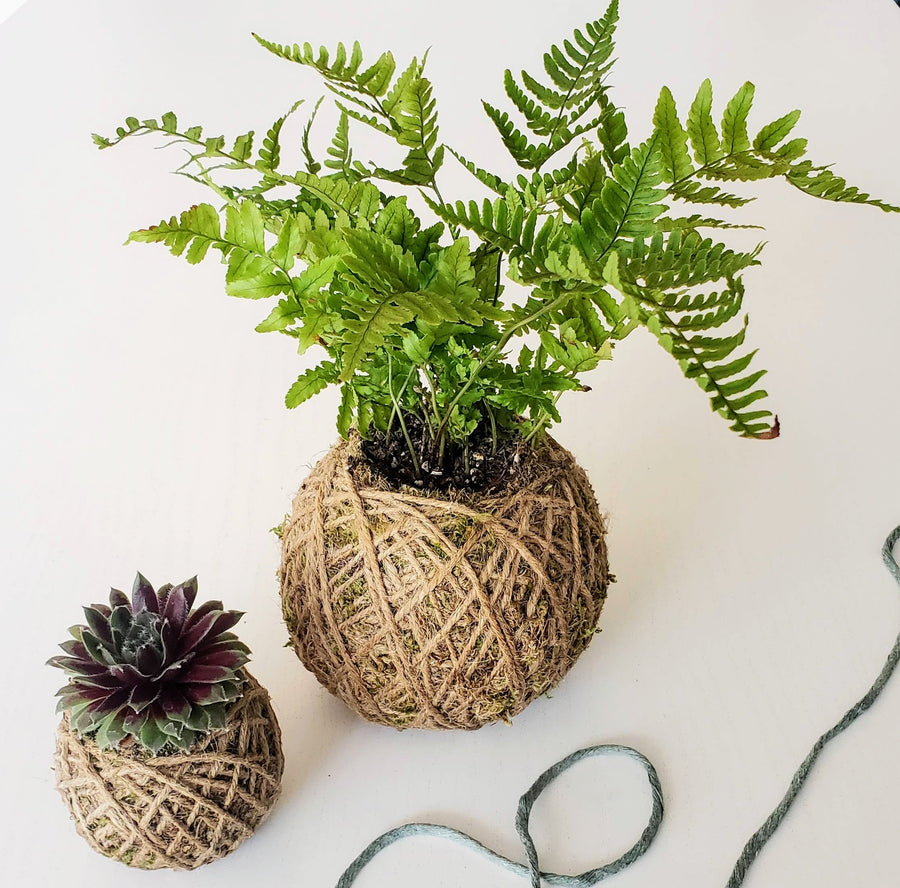 plant workshop kokedama bonsai class