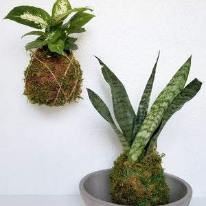 kokedama houseplant workshop portland