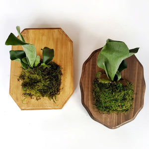 mounted houseplant class in portland