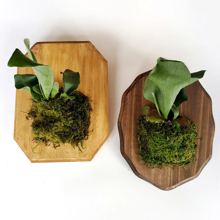 mounted houseplant class in portland