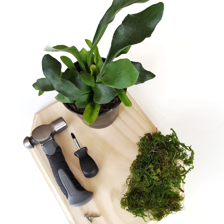 mounted houseplant class in portland